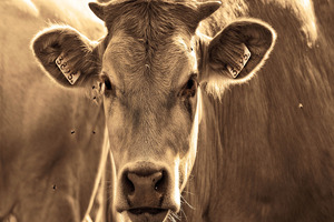 The Native Antigen Company introduces veterinary reagents