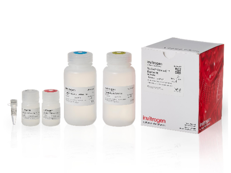 Thermo Fisher Scientific launches next-generation Invitrogen TaqMan Cells-to-CT Express Kit with simplified, more sustainable workflow