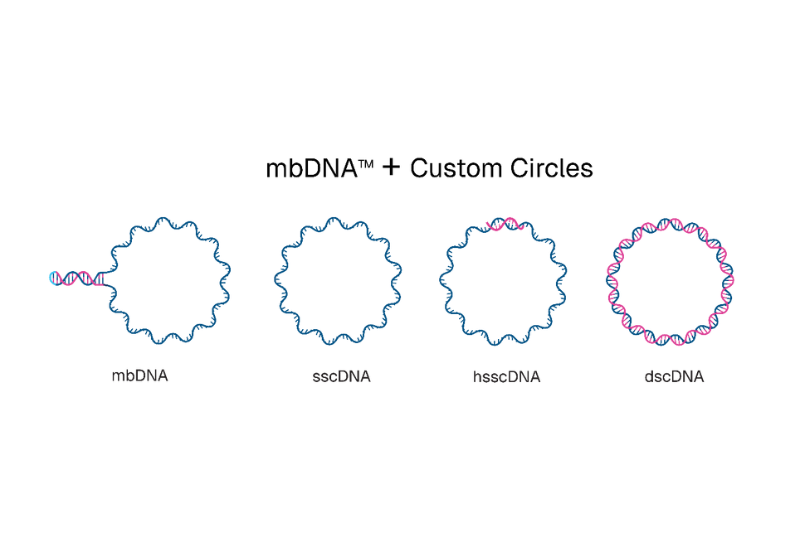 Touchlight expands mbDNA portfolio with new circular DNA formats for advanced gene therapies