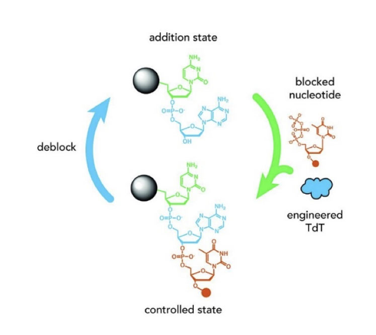 Figure 11: Application of TdT enzymes to assemble DNA