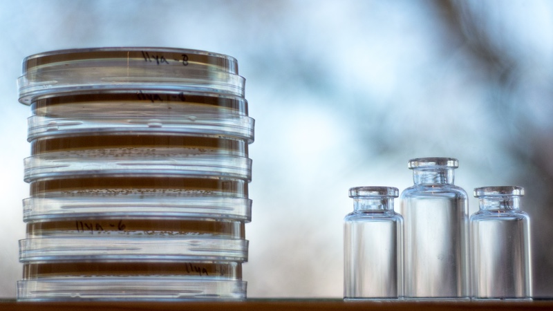 Treating chronic wounds with live biotherapeutics