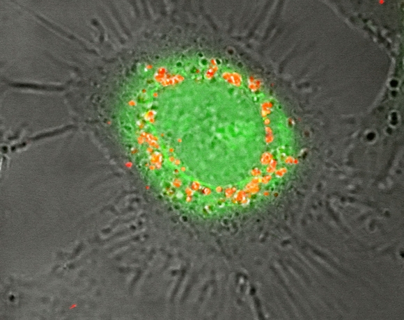 Tuning silica nanoparticles for cell specific biotargeting