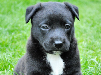 Two new vaccines developed for canine flu