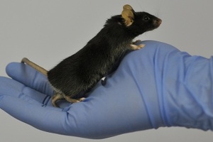 UK scientist wins NC3Rs prize 