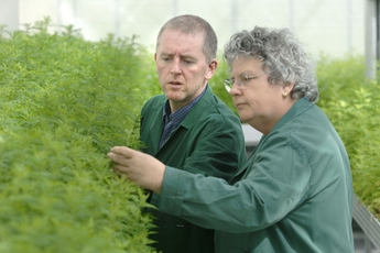 University of York granted $13.6m for artemisia research