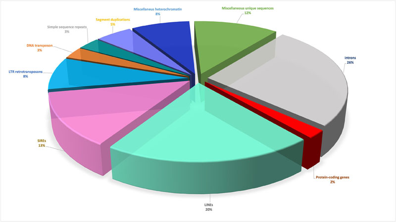 Composition of the human genome