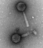 Using viruses to beat superbugs