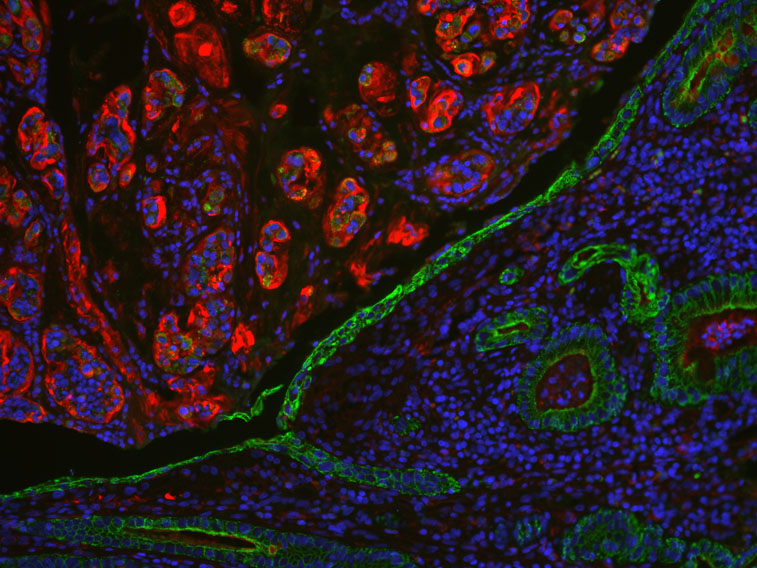 Vector Laboratories launches Glysite Scout Glycan Screening Kits to progress glycobiology research
