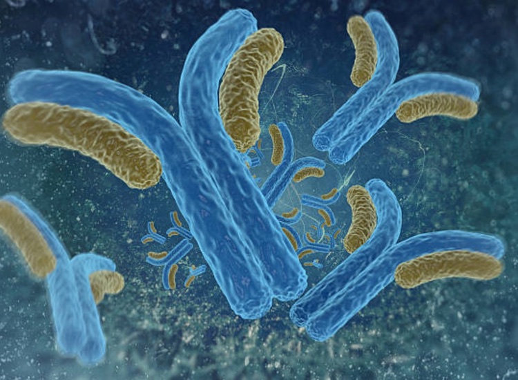 Velabs and Chiome team up to discover GPCR antibodies