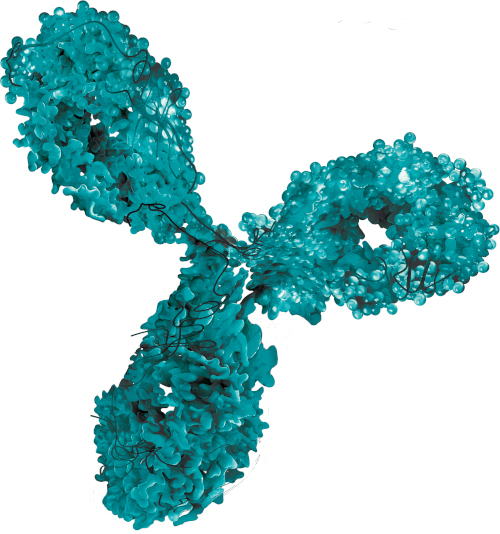 Veraxa and Indivumed cooperate on precision oncology antibodies