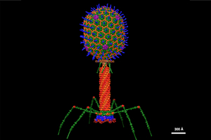 Vilnius University awarded €1.5m to discover the potential of jumbo phages in biotechnology