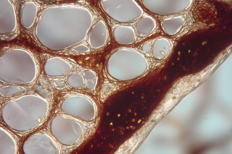 VoxCell BioInnovation and adMare partner to validate bioprinted vascularised cancer tissue models for antibody therapy development