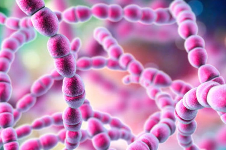 Wellcome researchers suggest potential strep A vaccine targets