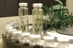 World's first prescription cannabis medicine launched in the UK  