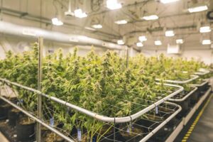 XPhyto Therapeutics inks distribution deal with cannabis grower