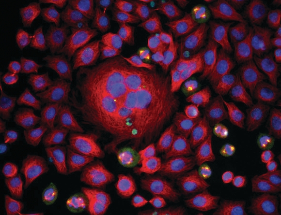 ï»¿Images demonstrate the beauty of science